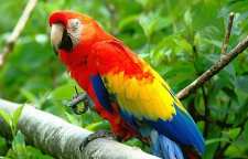 آموزش حرف زدن به طوطی با استفاده از ده فرمان