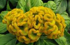 خواص گیاه تاج خروس را بشناسیم