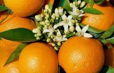 تأثیر بی نظیر آب نارنج بر کاهش و درمان فشار خون