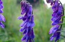 گیاه قاشقک چیست و دارای چه خواصی است