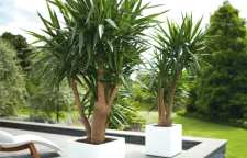 معرفی گیاه یوکا خنجری