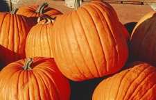 تخم کدو تنبل دارای خاصیت فراوانی است