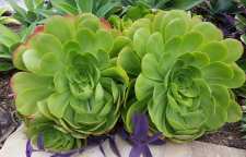 با خواص گیاه بشقابی آشنا شویم