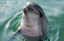 حقایق شگفت انگیزی درباره خصوصیات فیزیکی دلفین ها