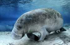 گاو دریایی تنها پستاندار دریایی گیاه خوار