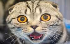 علت ترس گربه از خیار