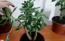 آشنایی با تکثیر و قلمه زدن گیاه کراسولا خرفه ای