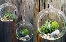 آشنایی با نحوه ی نگهداری از تراریوم