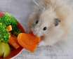 تغذیه  و رژیم غذایی همسترها