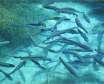 نقش و خصوصیات آب در پرورش ماهی