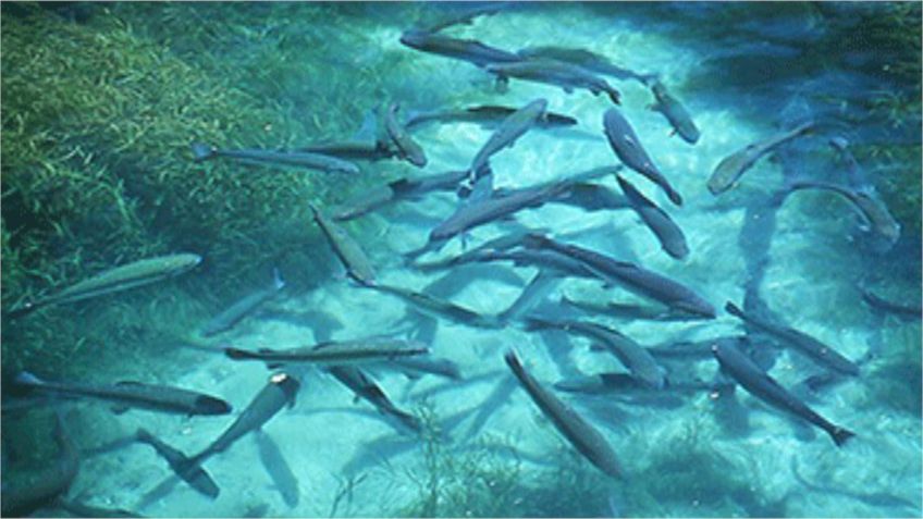 نقش و خصوصیات آب در پرورش ماهی