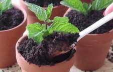 چرا باید خاک گیاهان را ضد عفونی کنیم