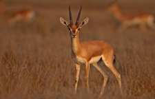 جبیر آهوی ایرانی بومی کرمان