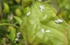 از بین بردن پشه گلدان با استفاده از روش خانگی