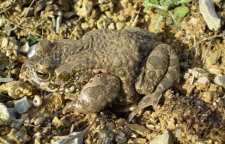 معرفی وزغ کویری بومی سمنان