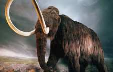 علت انقراض کرگدن پشمالو