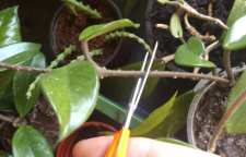 آشنایی با روش قلمه زدن گیاهان در فصل پاییز