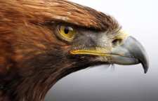 حس شنوایی در پرندگان