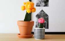 معرفی کاکتوس ژیمنوکالیسیم