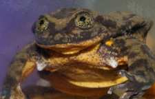 رومئو تنهاترین قورباغه جهان و نادرترین دوزیست آبی ازدواج کرد