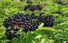 با خواص گیاه آقطی سیاه آشنا شویم