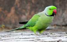 طوطی طوق صورتی تنها طوطی که در ایران به صورت وحشی دیده می شود