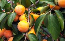 با خواص برگ درخت خرمالو آشنا شویم