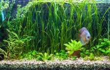 آشنایی با مشکلات گیاهان آکواریومی و رفع آنها