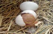 تولید مثل در کبوترها یا تخم گذاری