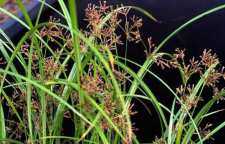 با سعد هندی حافظه خود را تقویت کنید