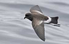 مرغ طوفان پرنده کمیاب خاورمیانه