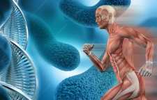 مهمترین هورمون هایی که در ورزش نقش دارند کدامند