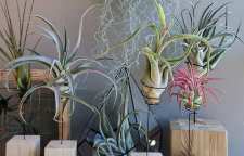 آشنایی با مشکلات گیاهان هوازی و رفع آنها