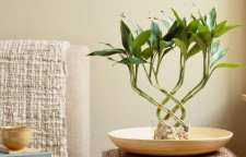 علت زرد شدن برگ های گیاه بامبو چیست