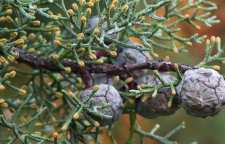 با خواص روغن سرو آشنا شویم