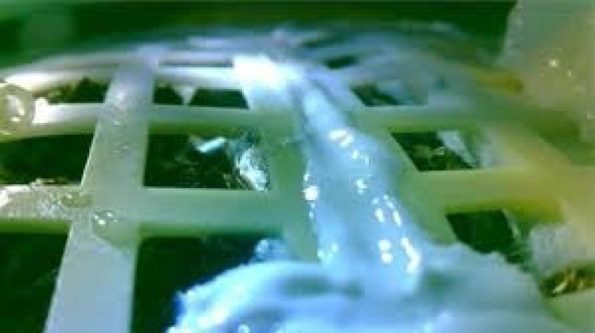 نخستین جوانه گیاه در ماه یخ زد