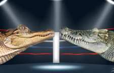 تفاوت تمساح و سوسمار