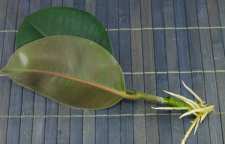 تکثیر گیاهان آپارتمانی از طریق ریشه دار کردن برگ