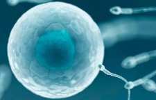 تاثیر زمان لقاح بر تعیین جنسیت