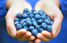بلوبری مغذی ترین مواد خوراکی