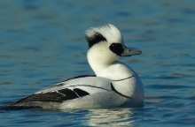 مرگوس سفید سفیدترین گونه اردک