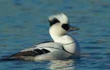 مرگوس سفید سفیدترین گونه اردک