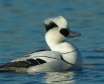مرگوس سفید سفیدترین گونه اردک
