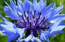 از خواص گیاه گل گندم چه می دانید