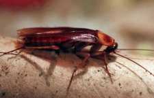 چرا سوسک به وجود آمده است