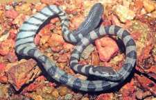 مار دریایی حلقه دار