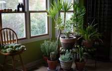 با این گیاهان انرژی مثبت را به محل زندگی خود بیاورید