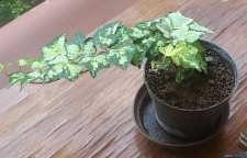 معرفی گیاه پاپیتال مینیاتوری