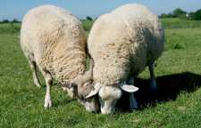 بع بع لند کسل کننده ترین و خسته کننده ترین فیلم دنیا