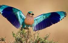 پرنده سبز قبای هندی